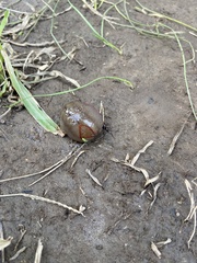 Triboniophorus graeffei