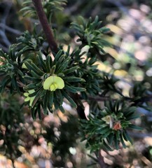 Phyllota pleurandroides