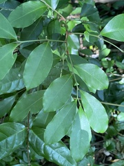 Glycosmis parviflora