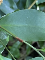 Glycosmis parviflora