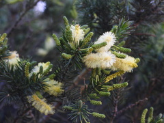 Acacia verticillata