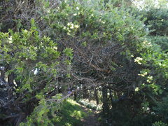 Acacia verticillata