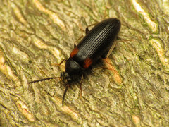 Mycetochara binotata