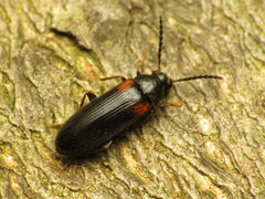 Mycetochara binotata