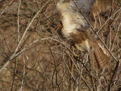 Buteo japonicus