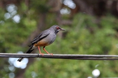 Turdus plumbeus