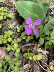 Heterotis rotundifolia