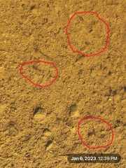 Branchinecta lindahli