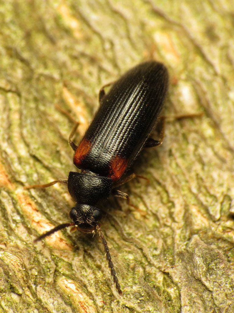 Mycetochara binotata
