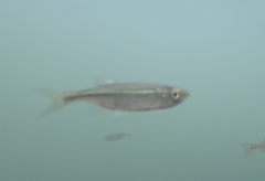 Richardsonius balteatus