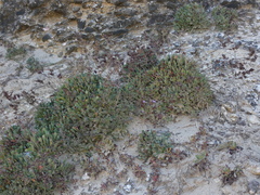 Limonium emarginatum