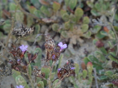 Limonium emarginatum