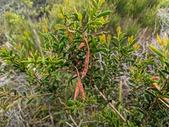 Acacia genistifolia