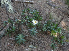Leucanthemum maximum