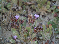 Limonium emarginatum