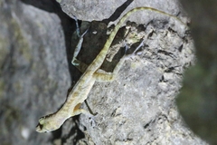Anolis bartschi
