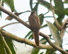 Cacomantis merulinus