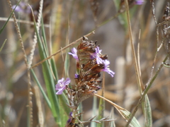 Limonium emarginatum