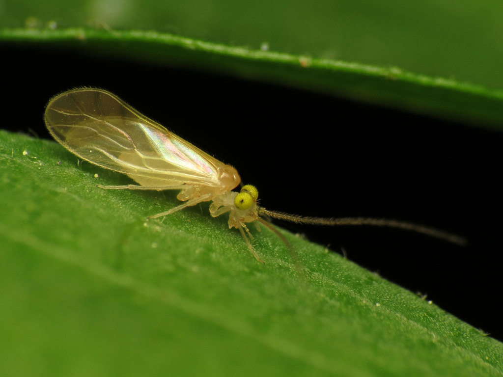 Xanthocaecilius sommermanae