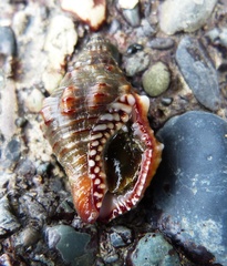 Gemophos sanguinolentus