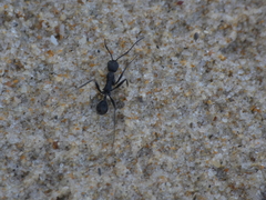 Aphaenogaster senilis