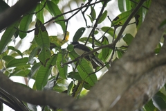 Rhipidura nigritorquis