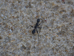 Aphaenogaster senilis
