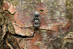 Cephalotes cristatus