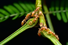 Pseudomyrmex ferrugineus