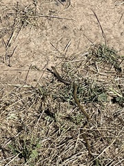 Delma inornata