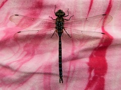 Aeshna canadensis