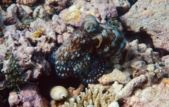 Octopus cyanea