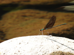 Neurobasis chinensis