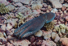 Octopus cyanea