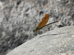 Neurobasis chinensis