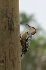 Melanerpes superciliaris