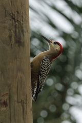 Melanerpes superciliaris