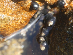 Melarhaphe neritoides