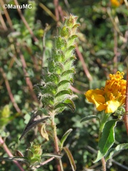 Tetramerium