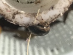 Tropisternus collaris