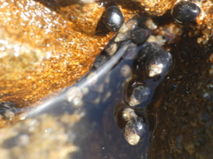 Melarhaphe neritoides