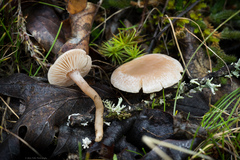 Hodophilus paupertinus