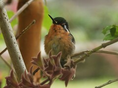 Lampornis