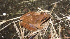 Rana longicrus