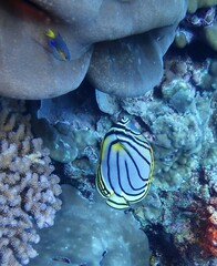 Chaetodon meyeri