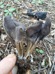 Helvella lacunosa