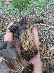 Helvella lacunosa