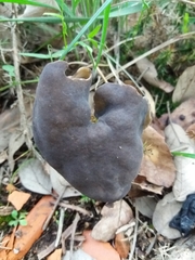 Helvella lacunosa