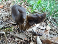 Helvella lacunosa