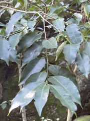 Putranjiva formosana